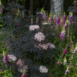 Sambucus nigra 'Black lace' ® - Eva' - Sureau noir
