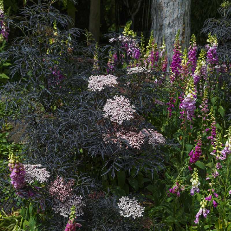 Sambucus nigra 'Black lace' ® - Eva' - Sureau noir