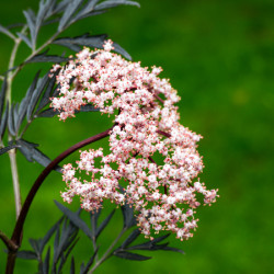 Sambucus nigra 'Black lace' ® - Eva' - Sureau noir