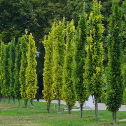 Quercus palustris 'Green pillar' ® - 'Pringreen' - Chêne des marais