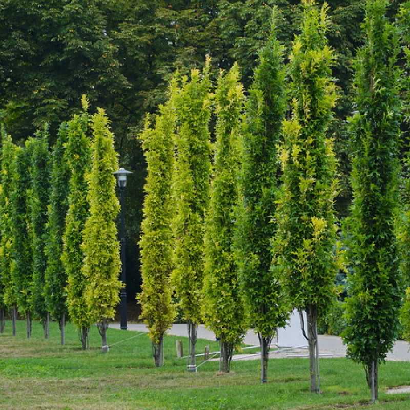 Quercus palustris 'Green pillar' ® - 'Pringreen' - Chêne des marais