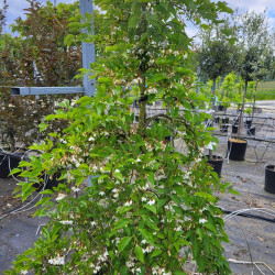Styrax japonica 'Fragrant Foutain' - Arbre aux clochettes d'argent