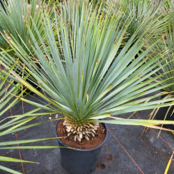 Yucca rostrata
