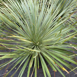 Yucca rostrata