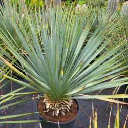 Yucca rostrata