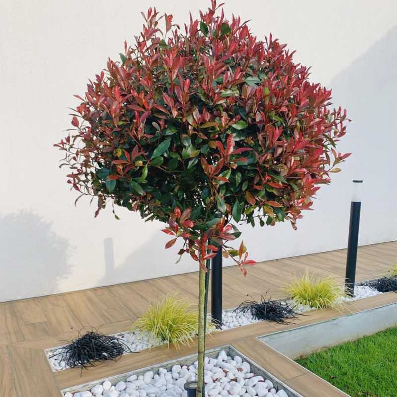 Photinia × fraseri 'Carré Rouge'