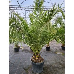 Phoenix canariensis - Stipe 20/30 - C70L - 150/200