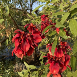 Erythrina crista-galli