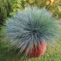 Festuca glauca ‘Easy Blue‘
