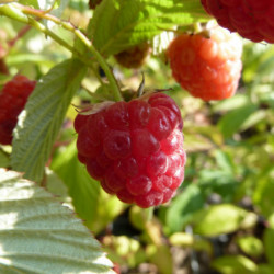 Rubus idaeus 'Heritage'