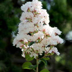 Lagerstroemia Sarah's Favorite