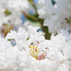 Lagerstroemia Sarah's Favorite