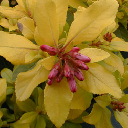 Escallonia laevis Gold Ellen