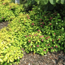Escallonia laevis Gold Ellen