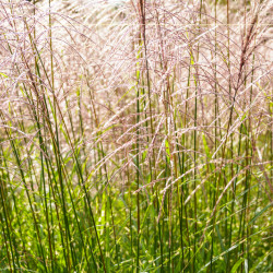 Miscanthus sinensis ‘Purple Fall
