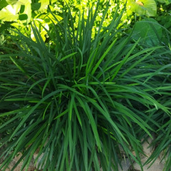 Ophiopogon wallichianus