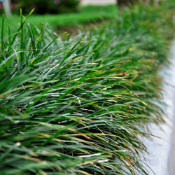 Ophiopogon wallichianus
