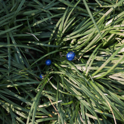 Ophiopogon wallichianus