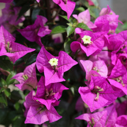 Bougainvillea specto-glabra 'Violet de Mèze' - Bougainvillier de Californie