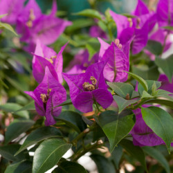 Bougainvillea specto-glabra 'Violet de Mèze' - Bougainvillier de Californie