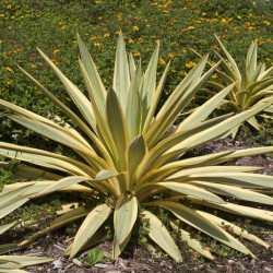 Yucca gloriosa Citrus twist