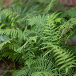 Thelypteris kunthii - Fougère