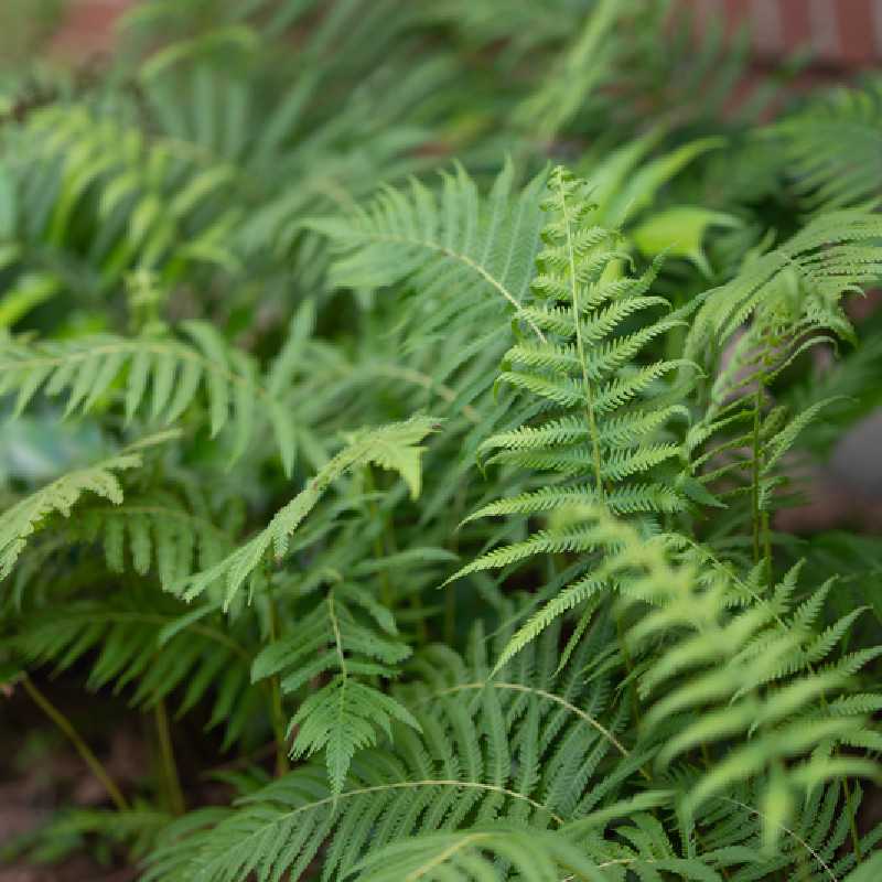 Thelypteris kunthii - Fougère