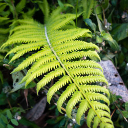Thelypteris kunthii - Fougère