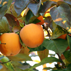 Diospyros ‘Sharon’