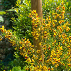 Cytisus scoparius Andreanus