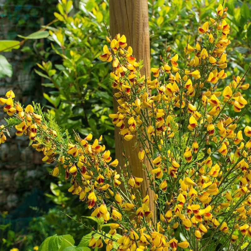 Cytisus scoparius Andreanus