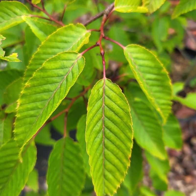 Carpinus polyneura