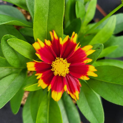 Coreopsis ‘Uptick ®  Red‘