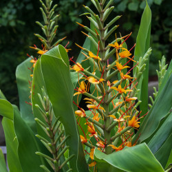 Hedychium coccineum ‘Tara’