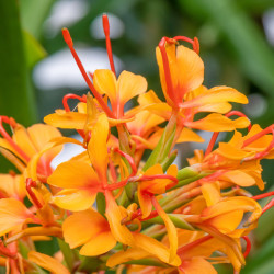 Hedychium coccineum ‘Tara’