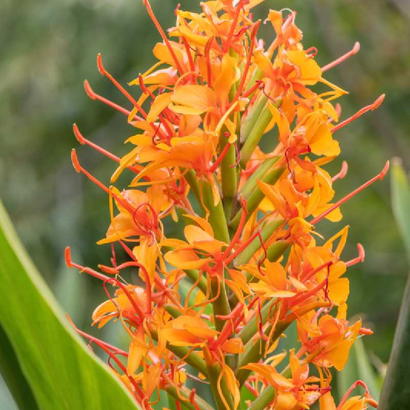 Hedychium coccineum ‘Tara’