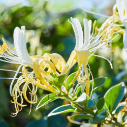 Lonicera japonica ‘Hall's Prolific’