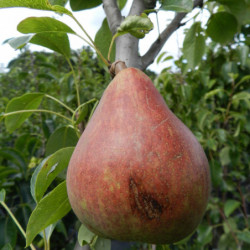 Pyrus communis Clapp's Favourite