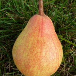 Pyrus communis Clapp's Favourite