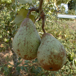 Pyrus communis ‘Comtesse de Paris’