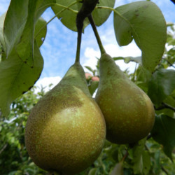 Pyrus communis Conférence