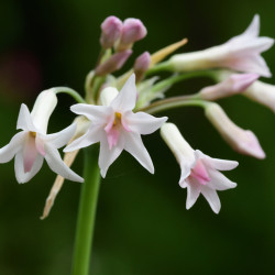 Tulbaghia violacea Pearl - Ail d'Afrique du sud