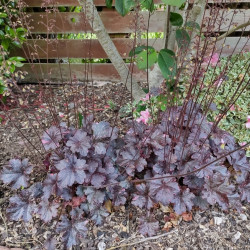 Heuchère Midnight Rose