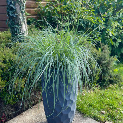 Carex flacca Blue zinger