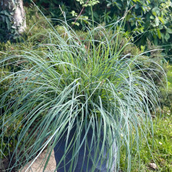 Carex flacca Blue zinger