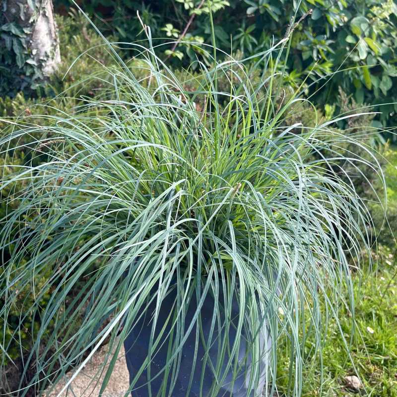 Carex flacca Blue zinger
