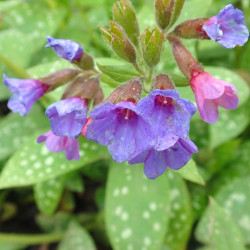 Pulmonaria ‘Silver Bouquet‘