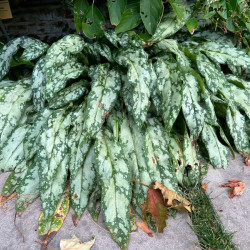 Pulmonaria ‘Silver Bouquet‘