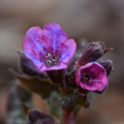 Pulmonaria ‘Silver Bouquet‘
