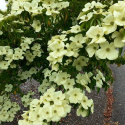 Cornus capitata
